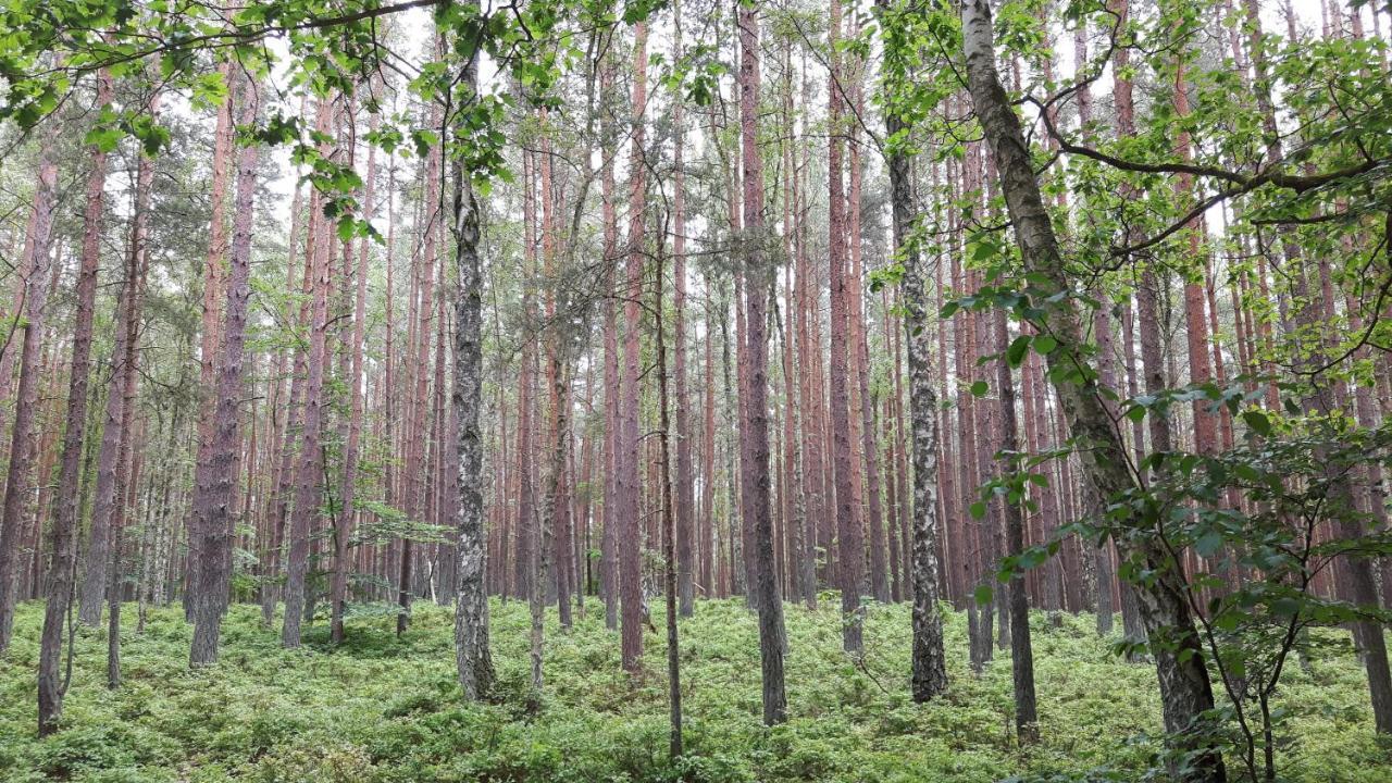 Domki Letniskowe Wiktorek Dziwnówek Exterior foto